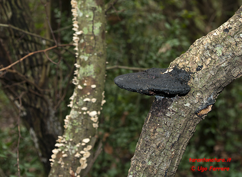 Foto funghi ed una richiesta